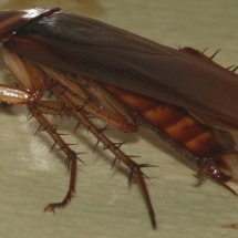 AmericanCockroach AmericanCockroach